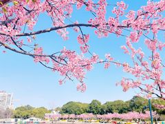 -新江湾城公园