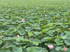 -天津东丽湖风景区