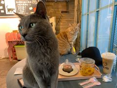 -喵屿·大理花园猫咖