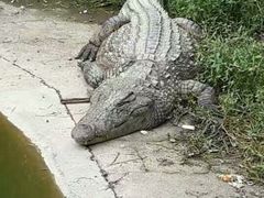 -中国扬子鳄村