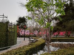 -黄村公园