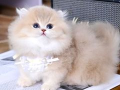 -欣宠猫屋·矮脚拿破仑·蓝金金渐层