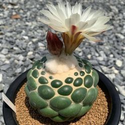 -Oasis Beauty水磨坊科技美肤中心