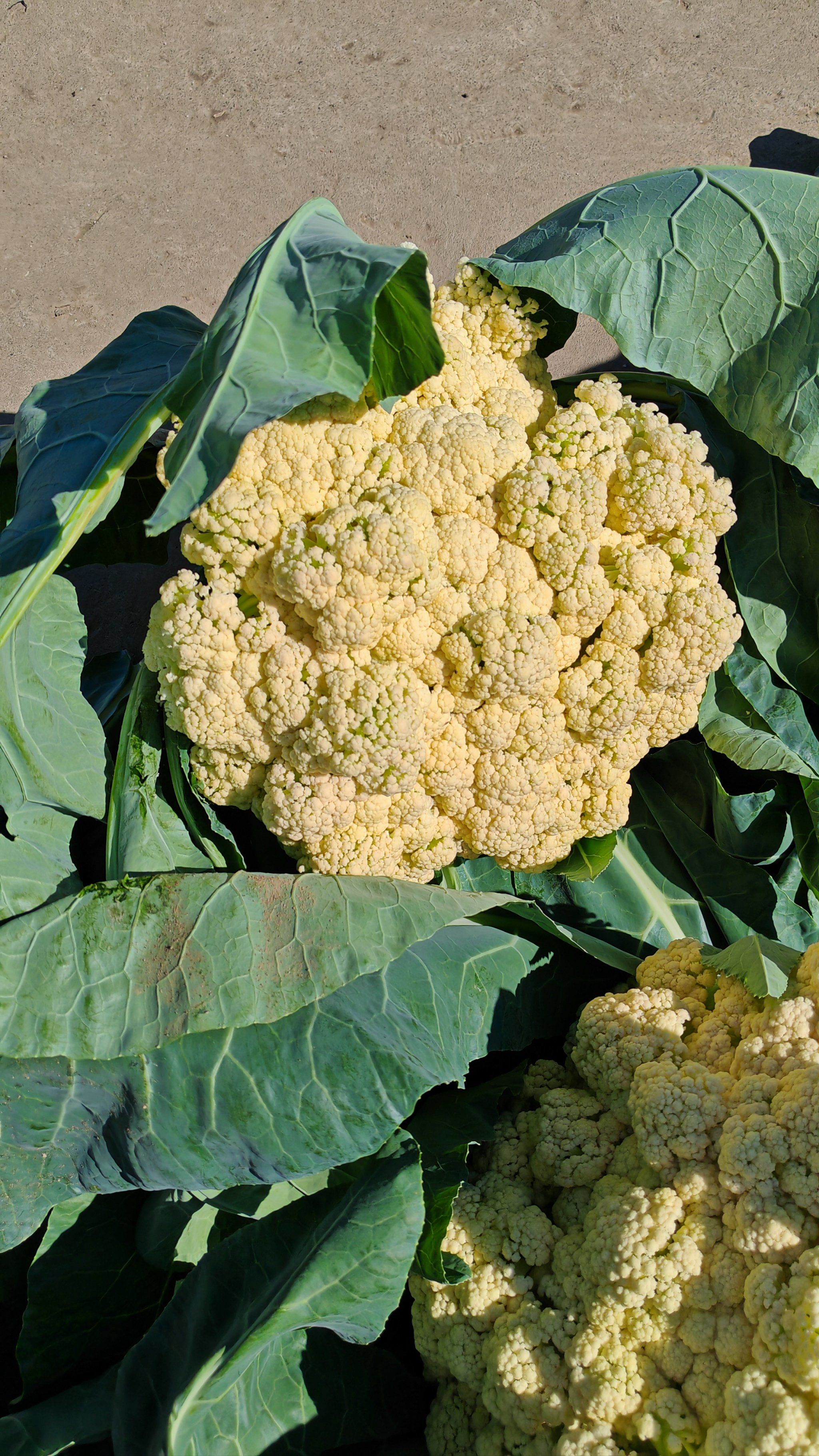 有机蔬菜自然味