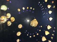 -青岛贝壳博物馆