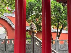 -黔灵山公园