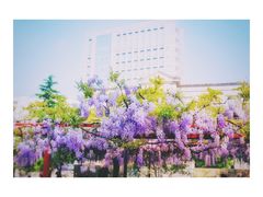 -嘉定紫藤园