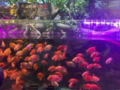 -梦幻海洋王国(吾悦广场张家港店)