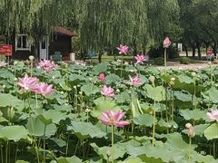 -太阳宫公园