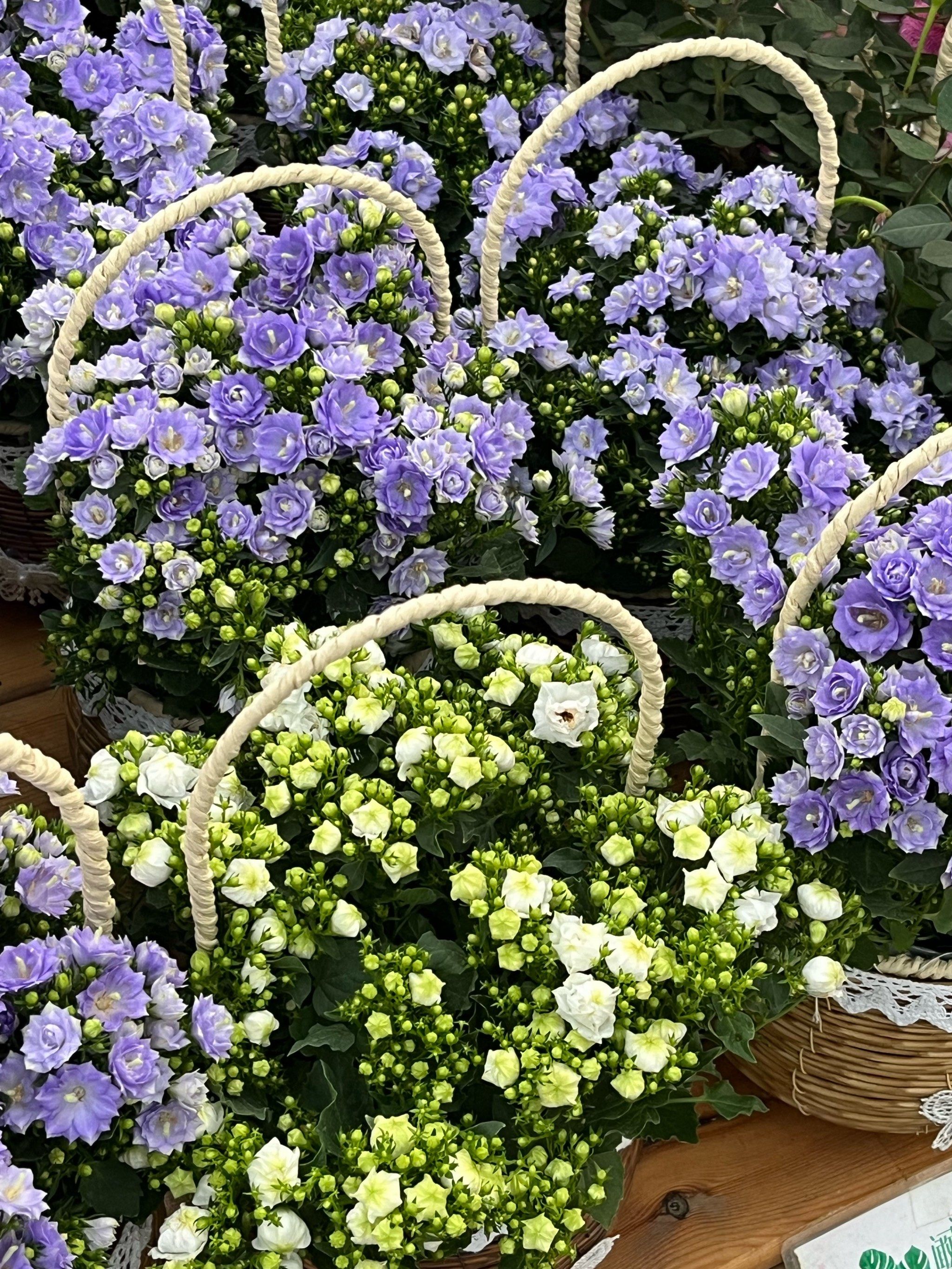 文艺花鸟鱼虫市场
🌈 绣球花开,美如画
又双叒叕