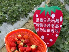 -光明小镇欢乐田园