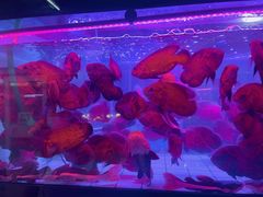 -中环花鸟鱼虫市场