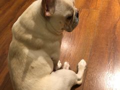 -Meowの猫咖(万家丽店)