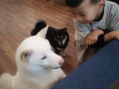 -柴源莊·柴小宠柴犬咖啡