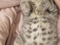 -美联众合宠物医院·爱萌分院·内外科·猫科中心