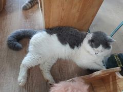 -more than meow吴止猫主题餐厅(承德 中船汇店)