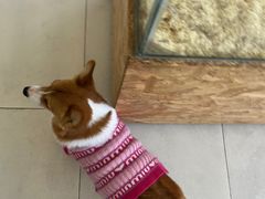 -怪兽屋·羊驼·猫咖·狗咖(俊华广场店)