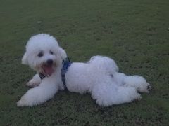 -翊宠yipet猫狗购宠庄园犬舍•猫舍