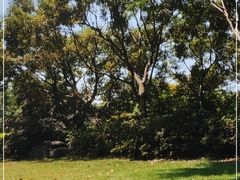 -上海滨江森林公园
