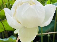 -黄兴公园