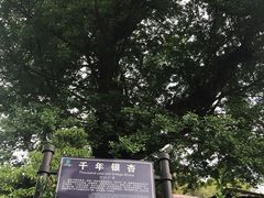 -藏龙百瀑风景区