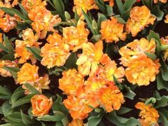 iphone_upload_pic-上海鲜花港
