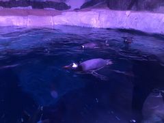 -暹罗海洋世界