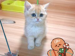 -猫十亿·布偶金渐层·曼基康矮脚猫舍(青年路店)
