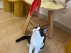 -有喵·猫咖·狗咖·30几只猫10只小狗(岗厦店)