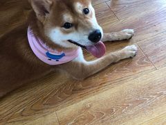 -柴犬高等学院·狗咖·柴犬售卖·宠物训练