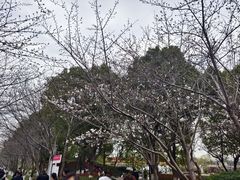 -高东镇樱花园