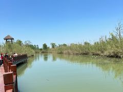 -泗洪洪泽湖湿地景区