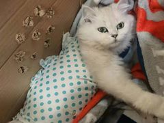 -宠爱国际动物医院· 猫科· 外科·中兽医(长白店)