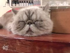 -猫色咖啡·猫咖