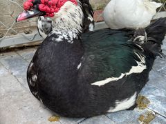 -静之湖度假区