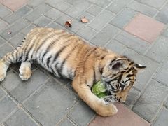 -北京野生动物园