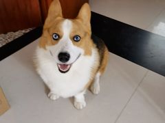 -宠福鑫康馨动物医院·骨科·眼科