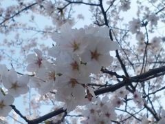 -高东镇樱花园