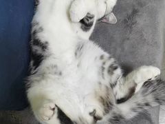 -东方名猫馆·英短金渐层布偶猫舍(环线广场1号楼店)