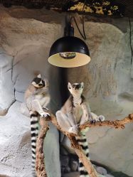 -Zoolung Zoolung动物主题公园(海信广场店)