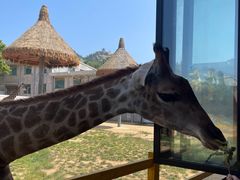 -西霞口神雕山野生动物世界