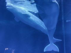 -海合安武汉极地海洋公园