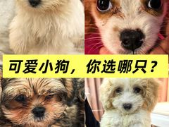 -翊宠yipet猫狗购宠庄园犬舍•猫舍