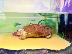 -上海大自然野生昆虫馆(东方明珠·爬宠昆虫探索中心)