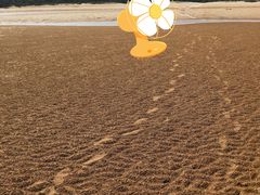 -日照海滨国家森林公园