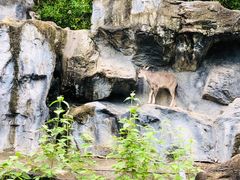 -清迈夜间动物园