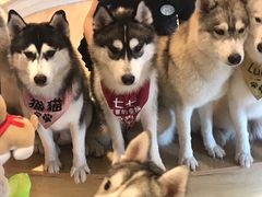 -Husky Go! 哈士奇体验馆·宠物咖啡厅狗咖