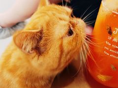 -飞行喵MR PILOT|猫舍·猫咖(静安大融城店)
