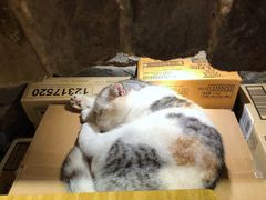 -猫色咖啡·猫咖