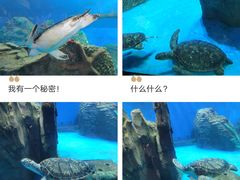 -广东惠东海龟国家级自然保护区